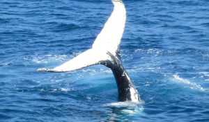 Thirsty Whale